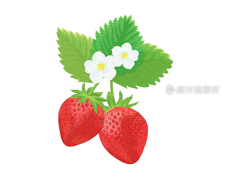草莓，花和叶子的剪贴画，矢量插图