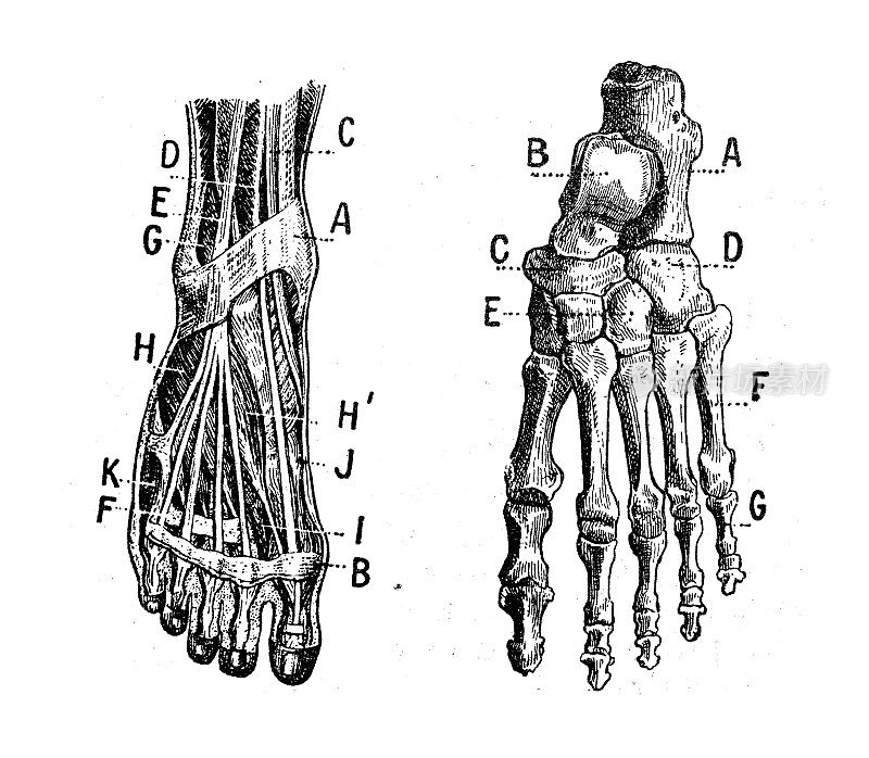 古董插图:足部肌肉和骨骼