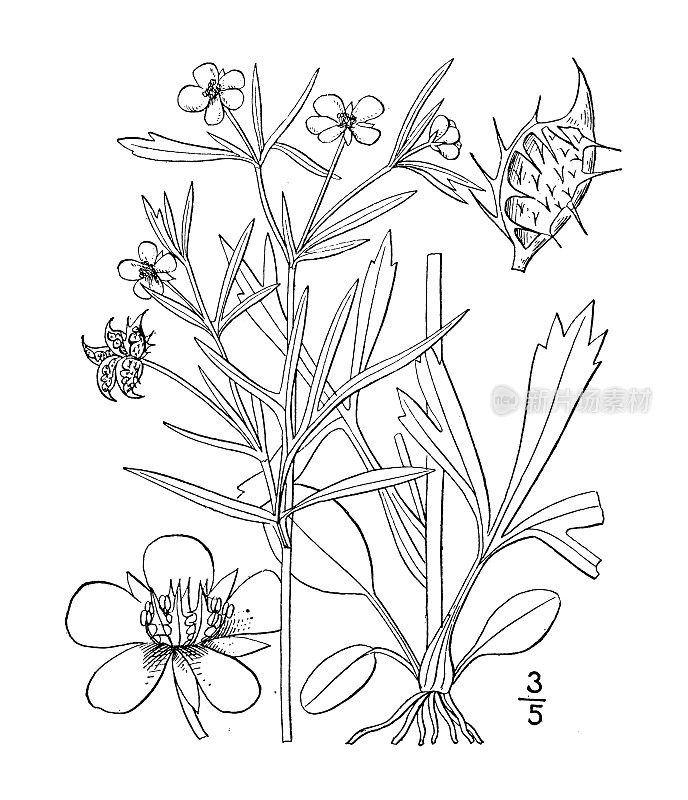 古植物学植物插图:黑毛茛、玉米花