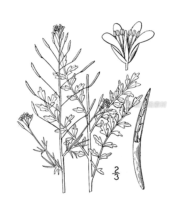 古植物学植物插图:苏菲亚，西唐茜芥末