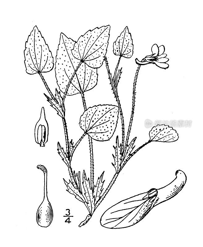 古植物学植物插图:天青花、沙堇菜