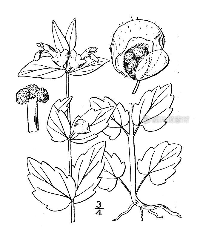 古植物学植物插图:黄芩、黄芩