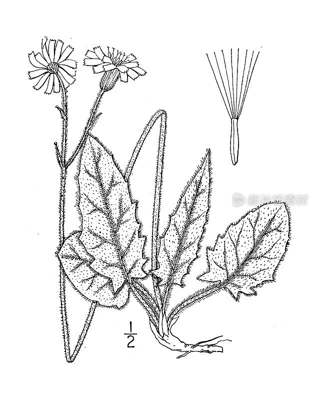 古植物学植物插图:天竺葵、山楂