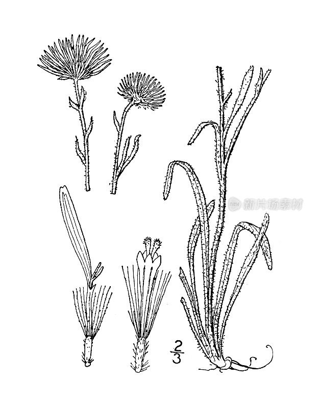 古植物学植物插图:小灯盏花、低灯盏花