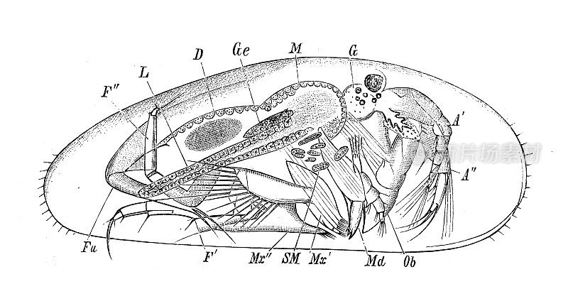 古代生物动物学图像:塞浦路斯