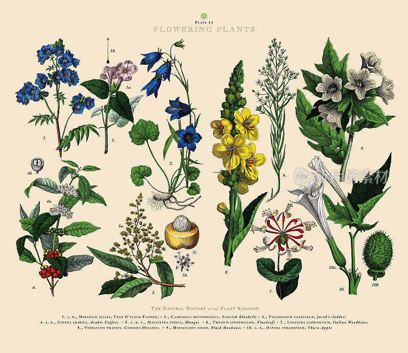 开花植物，植物王国，维多利亚植物插图，大约1853年