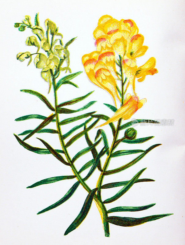 野生花卉的古董植物学插图:黄蟾蜍麻，银缕草