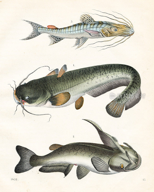 鲶鱼-非常罕见的盘子从“世界之书”1852年