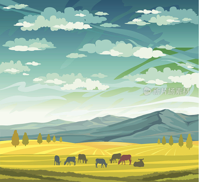 牛群和草地。农村夏天的风景。