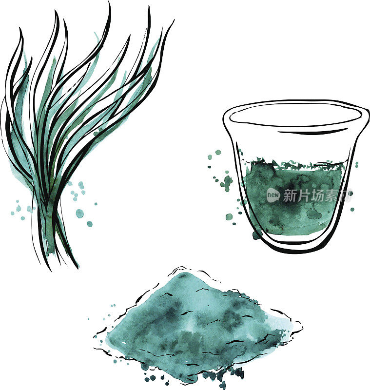 螺旋藻水彩画