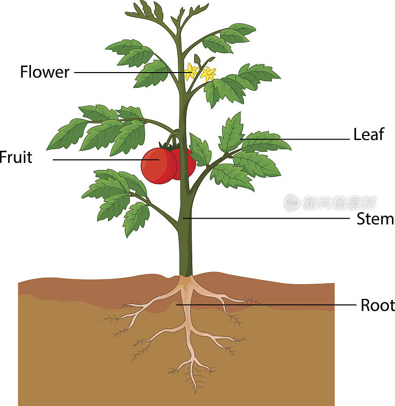 卡通番茄植物