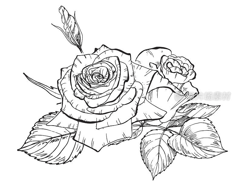 两幅手绘玫瑰花的轮廓图。植物矢量图