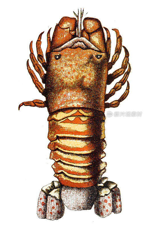 欧洲蝗虫龙虾、小拖鞋龙虾和大龙虾(arctus)