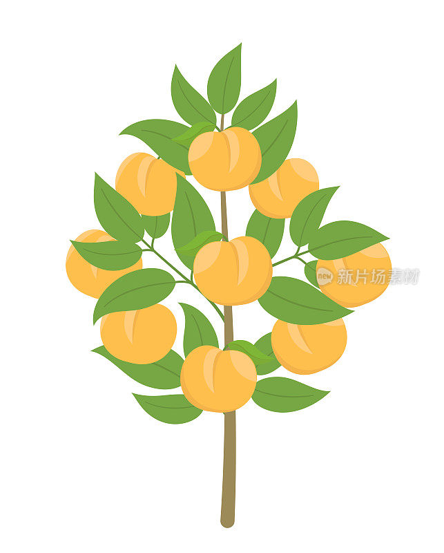 桃树。矢量插图。果树油桃植物。平面矢量颜色剪贴画。树上成熟的桃子。碧桃