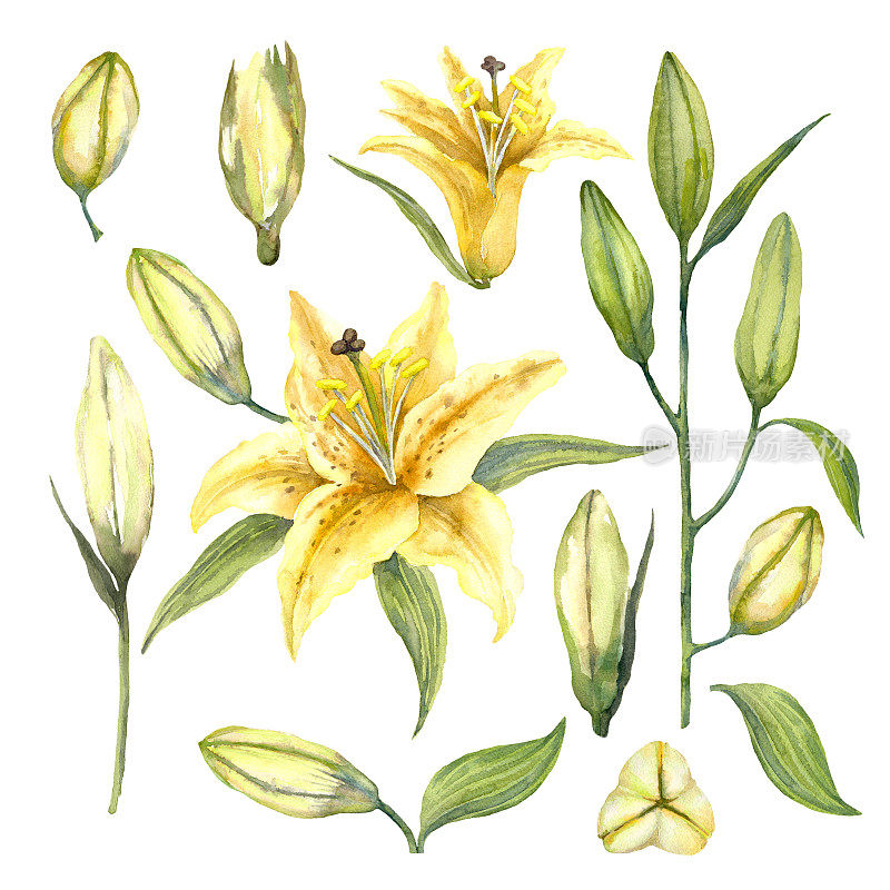 一套黄色东方喇叭百合'马尼萨'。黄色的百合花和百合花蕾。水彩插图。