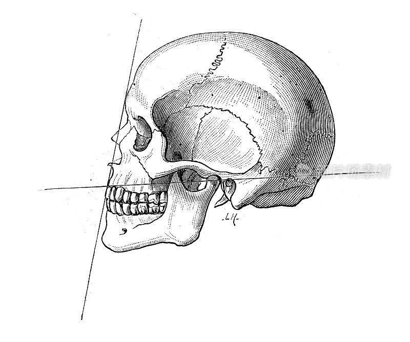 古董插图:人类头骨