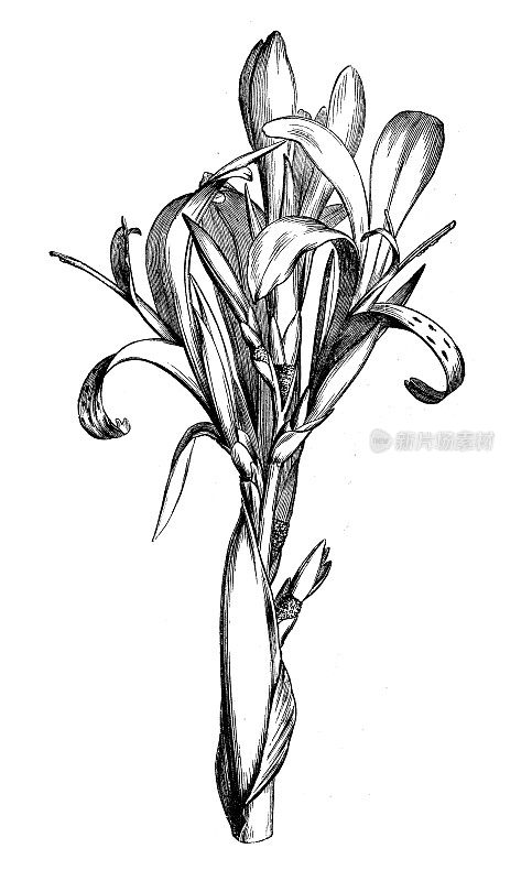 古董植物学插图:美人蕉，罗斯科胡克