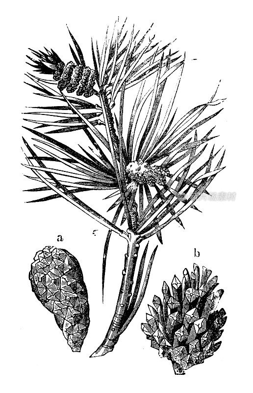 古植物学插图:松树