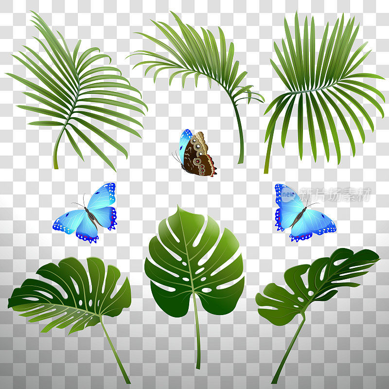 一套热带植物和蝴蝶的分支