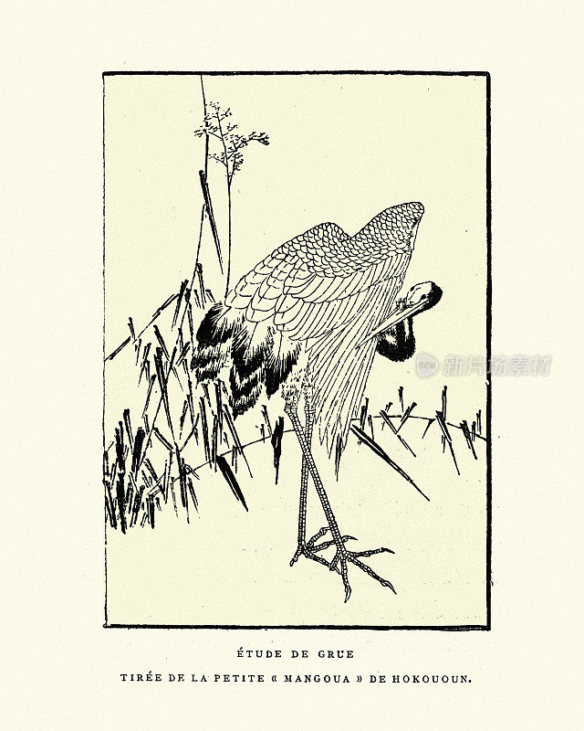 鹤学,鸟学,日本艺术