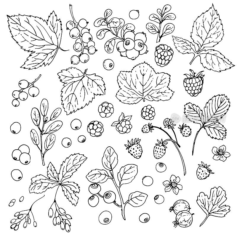 浆果和树叶。野果在白色的背景上画了一条色线。蔓越莓，蔓越莓，红醋栗，覆盆子，草莓，醋栗，蓝莓，蔓越莓