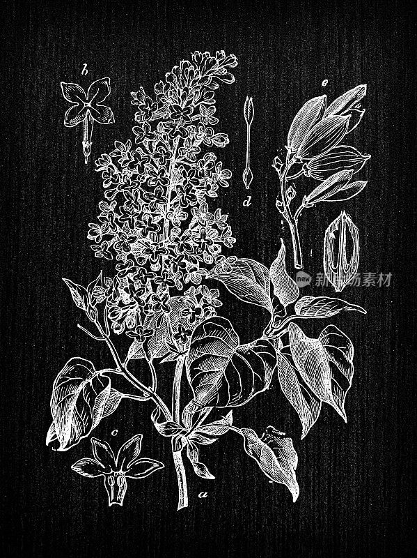 植物学植物古董雕刻插图:紫丁香(丁香或普通丁香)