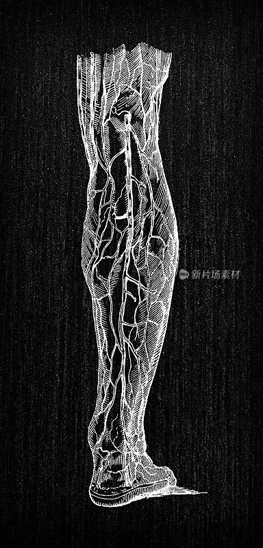 人体解剖学古董插图:腿部静脉