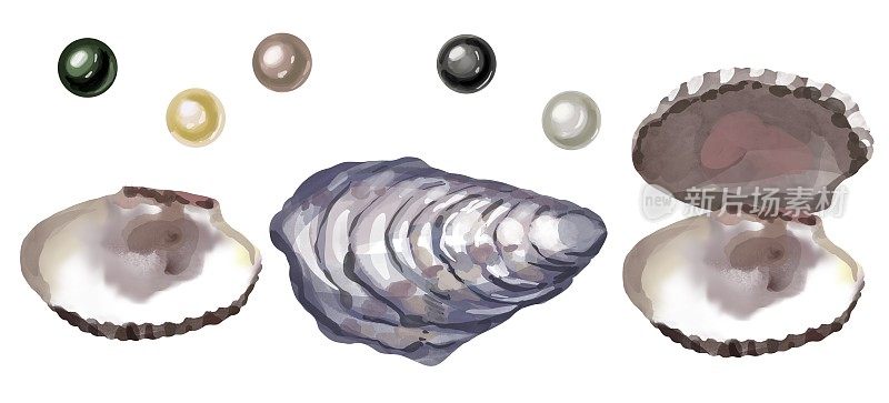 水彩套贝壳和珍珠孤立在白色的背景