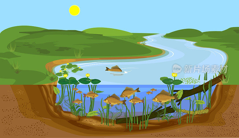 分层池塘景观与鲤鱼。自然栖息的淡水鱼