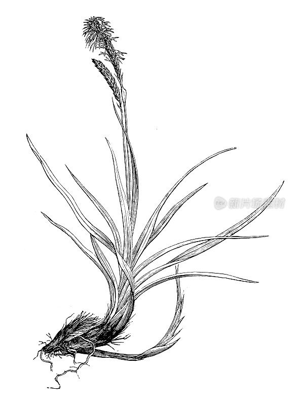 古董植物学插图:早熟苔草、春莎草