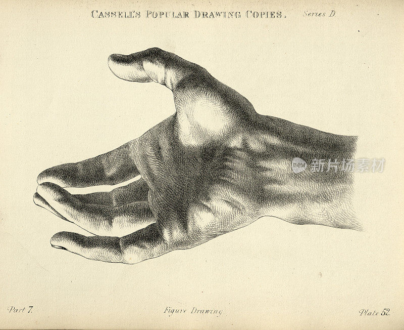 手绘人类的手，张开的手掌，手腕，维多利亚时代的艺术人物画复制19世纪