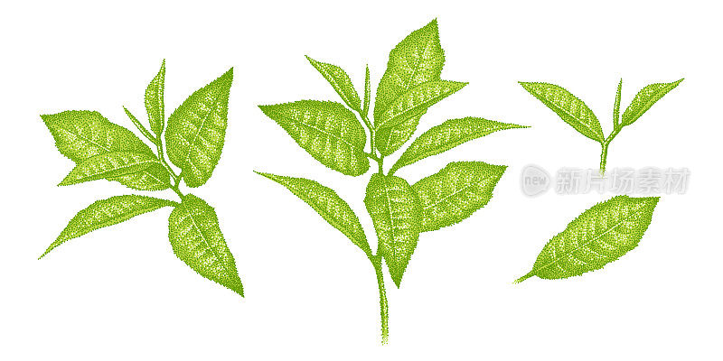 抹茶的绿叶。一套逼真的绿茶叶子，嫩芽，小枝。茶树示意图。点彩派的插图。手绘向量。