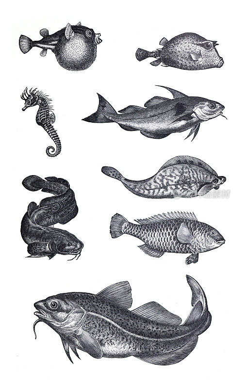许多不同的鱼收集像海马(海马体)。古老的古董手绘插图。