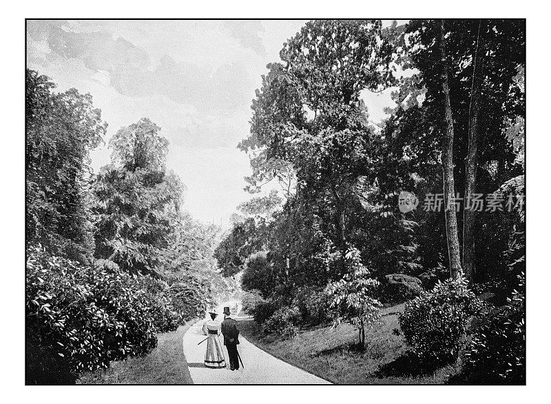 古色古香的伦敦摄影:杜鹃花步道，邱园