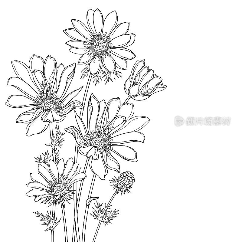 一束有轮廓的春花或春鸡眼花和叶子在黑色孤立在白色背景上。