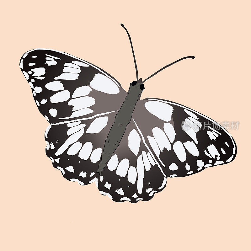 美丽的白蝴蝶或大理石花纹的白蝴蝶。