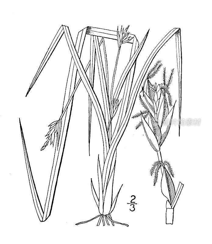 古植物学植物插图:苔草，苔草