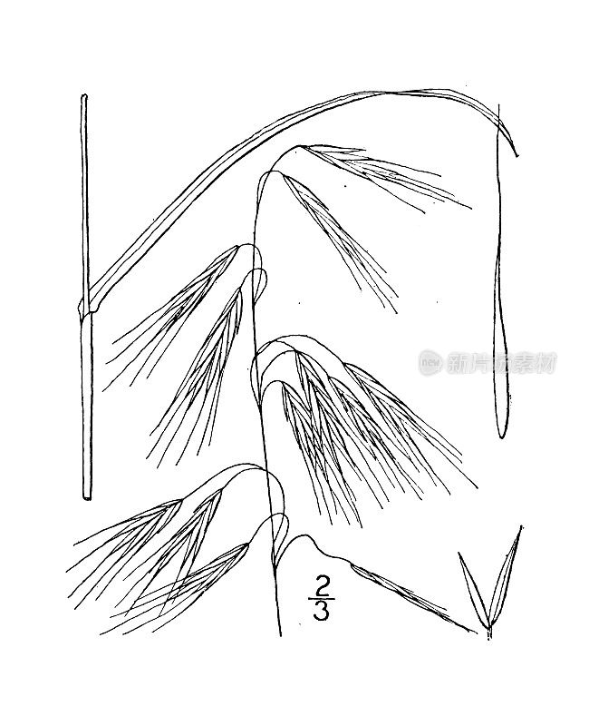 古植物学植物插图:不育雀麦，贫瘠的雀麦草