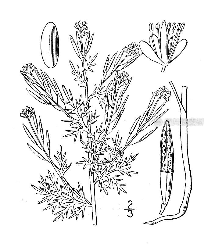 古董植物学植物插图:索菲娅・哈特威吉亚娜，哈特威格的黄菊芥末