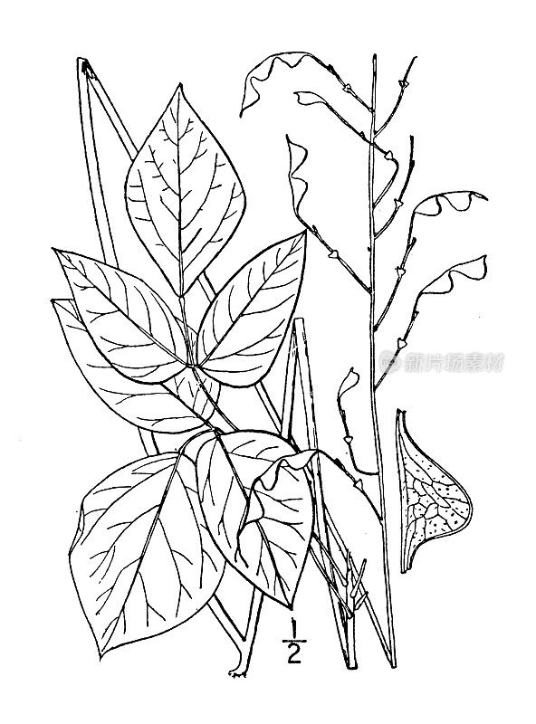 古植物学植物插图:裸花苜蓿，裸花三叶草