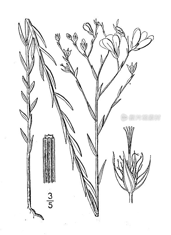 古植物学植物插图:亚麻，黄麻