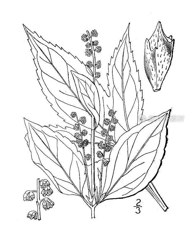 古植物学植物插图:三叶仙果、甘蔗、豚草