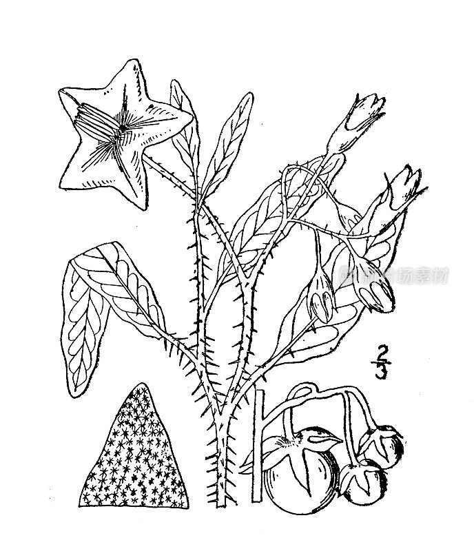 古植物学植物插图:龙葵、银叶龙葵