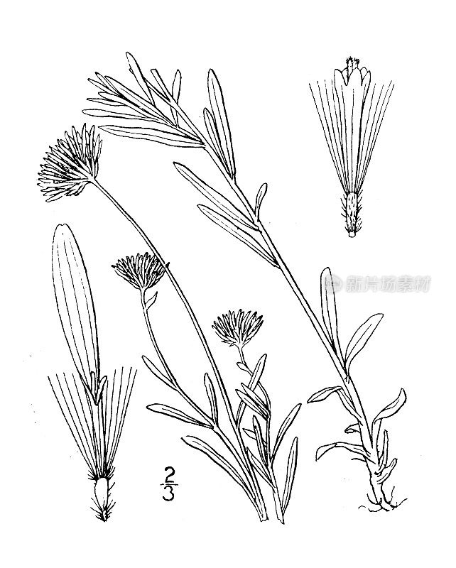 古植物学植物插图:牛膝草、牛膝草叶牛膝草