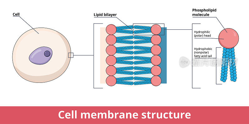 以脂质双分子层为代表的细胞膜结构