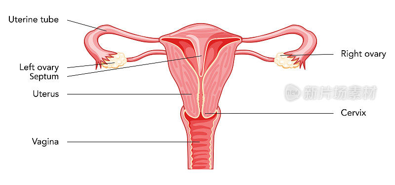 子宫间隔，子宫间隔，女性生殖系统图与铭文。人体解剖内部器官图，子宫颈、卵巢、输卵管扁平向量医学图分离