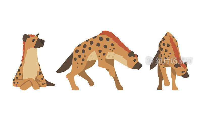 鬣狗作为具有斑点皮毛和圆形耳朵的食肉哺乳动物的坐立向量集