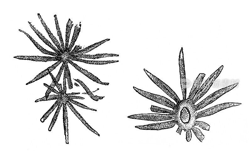 环孢属是一个形态分类单元，适用于属于木刺目菖蒲属已灭绝植物的化石叶