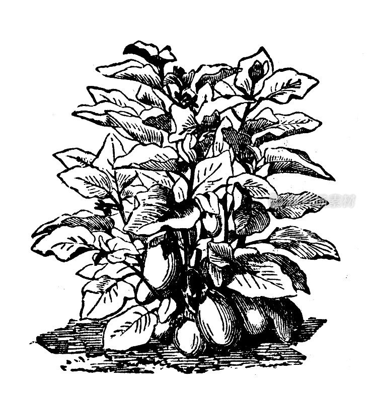 古玩雕刻插图:茄子，龙葵
