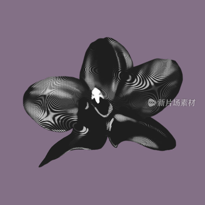 图形黑色兰花。蝴蝶兰是一种真实的热带花卉。孤立的插图